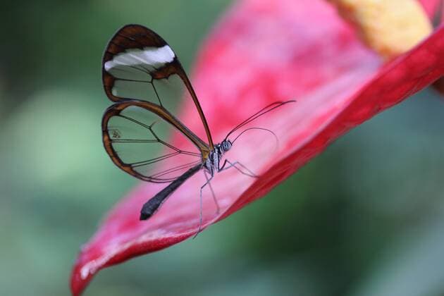  Glasflügler (Greta oto) auf Flamingoblume (Anthurium), Schmetterlingshaus, Insel Mainau, Deutschland, Europa iblsik03818592.jpg