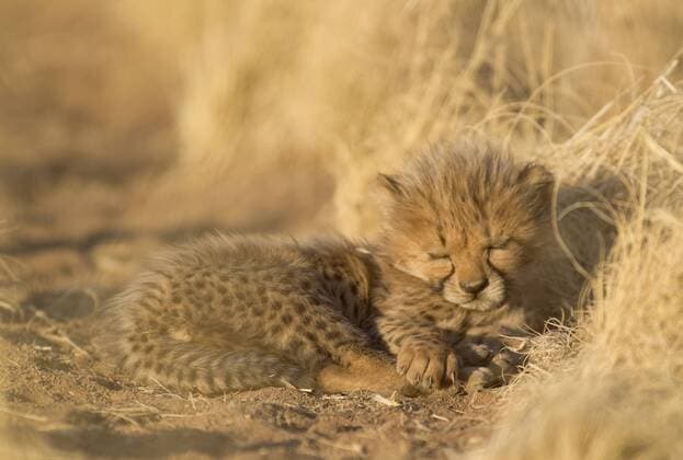Gepard (Acinonyx jubatus), schlafendes männliches Jungtier, 41 Tage, captive, Namibia, Afrika ibltdr03818788.jpg