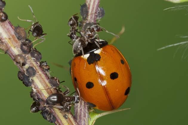 Siebenpunkt, Siebenpunkt-Marienkaefer, Siebenpunktmarienkaefer (Coccinella septempunctata), in einer Blattlaus-Kolonie, frisst Blattlaeuse, Ameise verteidigt ihre Laeuse , Deutschland seven-spot ladybird, sevenspot ladybird, 7-spot ladybird (Coccinella septempunctata), ladybird feeding greenflies defended by an ant, Germany BLWS356749