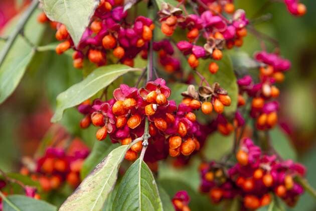 IMAGO Nature: Unsere Erde: Pflanzenwelt: Bedrohte Arten Gewöhnlicher Spindelstrauch, Pfaffenhütchen (Euonymus europaeus), Fruchtstand - McPNBT