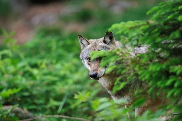 Europäischer Wolf in einer Waldlandschaft