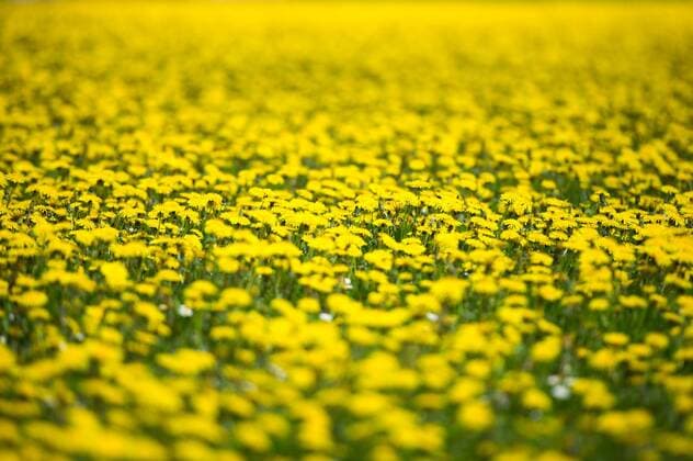 Weimarer Land: Gelb blühender Löwenzahn steht auf einer Wiese.