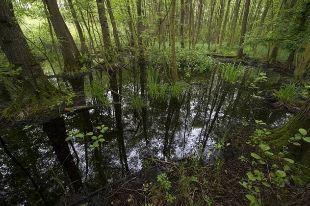 Weingarten, DEU, 13.05.2013: Das Weingartener Moor ist ein Naturschutzgebiet. Nachdem die Flüsse Kinzig und Murg in den Rhein durchgebrochen waren, versumpfte das frühere Flussbett und es bildeten sich Moorgebiete, darunter auch das Weingartener Moor. Um das Weingartener Moor vor der völligen Zerstörung durch den Torfabbau zu bewahren, wurden bereits im Jahr 1940 Teilbereiche unter Schutz gestellt.