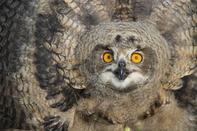 Uhu, Europaeischer Uhu (Bubo bubo), junger Uhu macht eine Drohgebaehrde, Deutschland, Niedersachsen northern eagle owl (Bubo bubo), young eagle doing threatening gesture, Germany, Lower Saxony BLWS357817