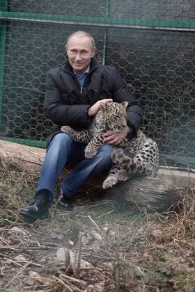 ITAR-TASS: SOCHI, KRASNODAR TERRITORY. FEBRUARY 4, 2014. Russia s president Vladimir Putin with a cub at Sochi s Caucasian Leopard Breeding and Rehabilitartion Centre in the Sochi National Park.  Aufmacher kurios Komik premiumd 20173282