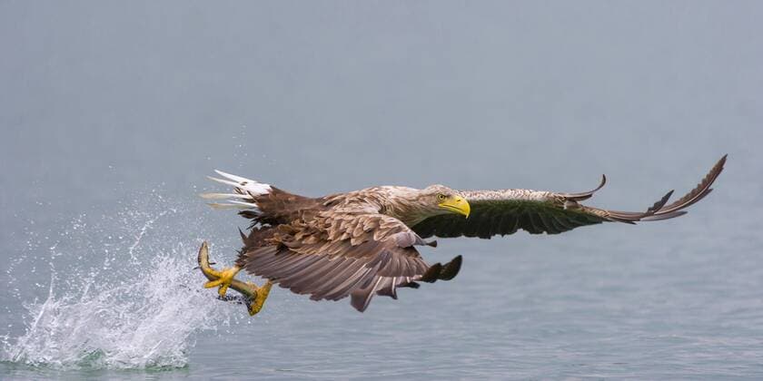 Seeadler, See-Adler (Haliaeetus albicilla), jagender Seeadler im Flug white-tailed sea eagle (Haliaeetus albicilla), hunting sea eagle in flight BLWS357569