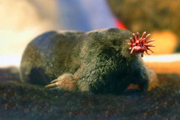 IMAGO Nature: Unsere Erde: Tierwelt: Hässliche Tiere Sternmull, Sternnasen-Maulwurf, Sternnasenmaulwurf (Condylura cristata), Schnauze mit Hautanhaengen als Tastorgan zur Untersuchung von Beute Star-nosed mole (Condylura cristata), snout with pink fleshy appendages used as a touch organ BLWS359564