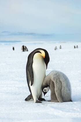 Kaiserpinguine (Aptenodytes forsteri), ausgewachsener Pinguin mit Jungtier, Weddell-Meer, Antarktis, Antarktika iblgab03846736.jpg