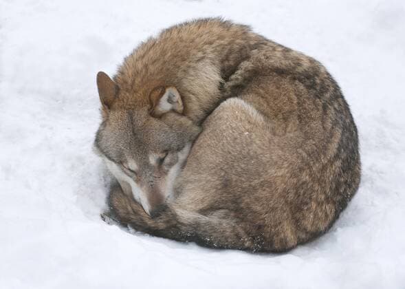 Wolf (Canis lupus) liegt zusammengerollt im Schnee und schläft, captive, Sachsen, Deutschland, Europa ibxfso03849020.jpg