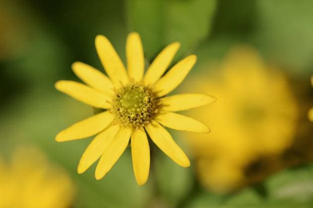  Husarenknopf oder Husarenknöpfchen (Sanvitalia procumbens), Blüte, Vorkommen in Mexiko iblcht03839201.jpg