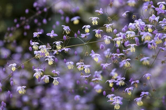  Prächtige Wiesenraute (Thalictrum rochebruneanum), Blüten, Schleswig-Holstein, Deutschland, Europa iblema03834218.jpg