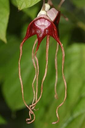 IMAGO Nature: Unsere Erde: Pflanzenwelt: Hässliche Pflanzen Dreischwänzige Pfeifenblume oder Dreizipflige Osterluzei (Aristolochia tricaudata), Blüte, Vorkommen in Mexiko iblcht03832164.jpg