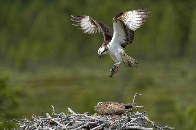 Fischadler, Fisch-Adler (Pandion haliaetus), Maennchen mit Beute beim Anflug zum Horst, Finnland osprey, fish hawk (Pandion haliaetus), male with caught fish landing at the nest, Finland BLWS359510