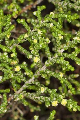 IMAGO Nature: Unsere Erde: Pflanzenwelt: Bedrohte Arten Behaarte Spatzenzunge, Purgierstrauch (Thymelaea hirsuta, Passerina hirsuta), bluehend Mitnan, Shaggy Sparrow-Wort (Thymelaea hirsuta, Passerina hirsuta), blooming BLWS359759