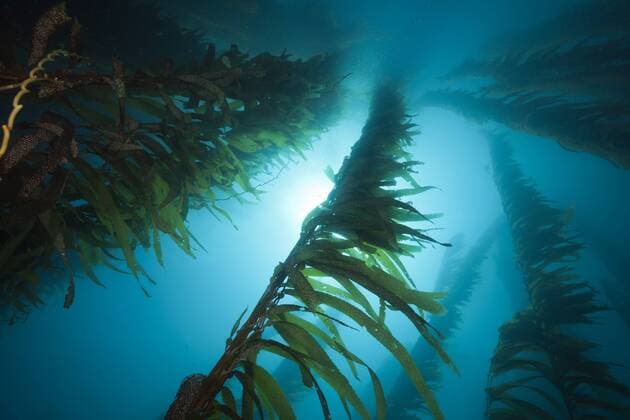 Kelpwald Riesentang, Macrocystis pyrifera, San Benito Island, Mexiko Kelp Forest Giant Kelp, Macrocystis pyrifera, San Benito Island, Mexico Kelpwald Riesentang, San Benito Island 