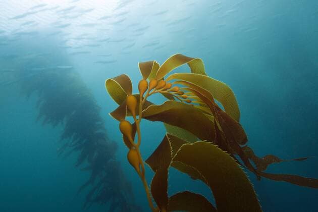 Kelpwald Riesentang, Macrocystis pyrifera, San Benito Island, Mexiko Kelp Forest Giant Kelp, Macrocystis pyrifera, San Benito Island, Mexico Kelpwald Riesentang, San Benito Island 