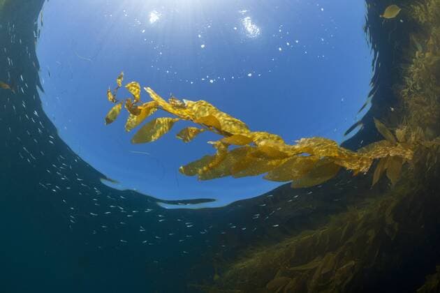 Kelpwald Riesentang, Macrocystis pyrifera, San Benito Island, Mexiko Kelp Forest Giant Kelp, Macrocystis pyrifera, San Benito Island, Mexico Kelpwald Riesentang, San Benito Island 