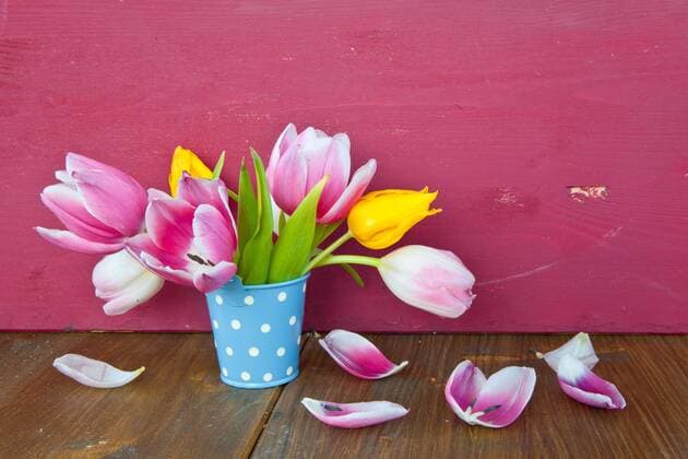 Bunte Tulpen in kleinem blauem Eimer vor rotem Hintergrund  1079700723