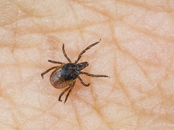 Zecke, Gemeiner Holzbock (Ixodes ricinus), Weibchen krabbelt auf menschlicher Haut, Deutschland European castor bean tick, European sheep tick (Ixodes ricinus), female on human skin, Germany BLWS360204