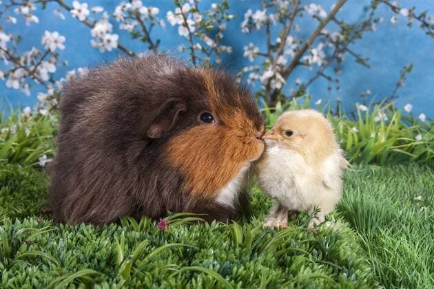  Schweizer-Teddy-Meerschweinchen und Brahma-Küken iblpia03874515.jpg