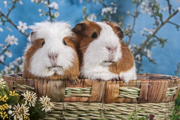  American Crested Meerschweinchen und Glatthaar Meerschweinchen iblpia03874522.jpg
