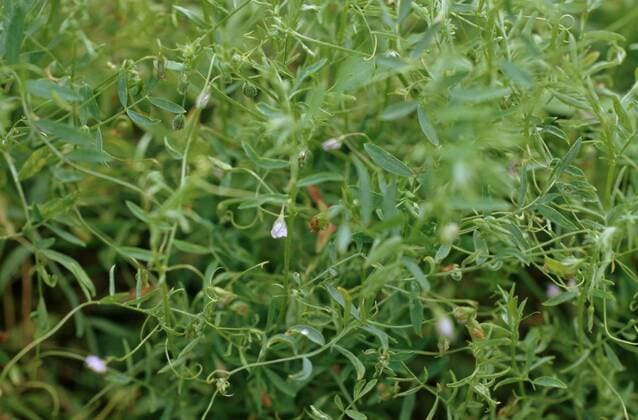 IMAGO Nature: Unsere Erde, Klimawandel, Ernährung, Pflanzen der Zukunft, Linse Linse (Lens culinaris), bluehend lentils (Lens culinaris), blooming BLW050968