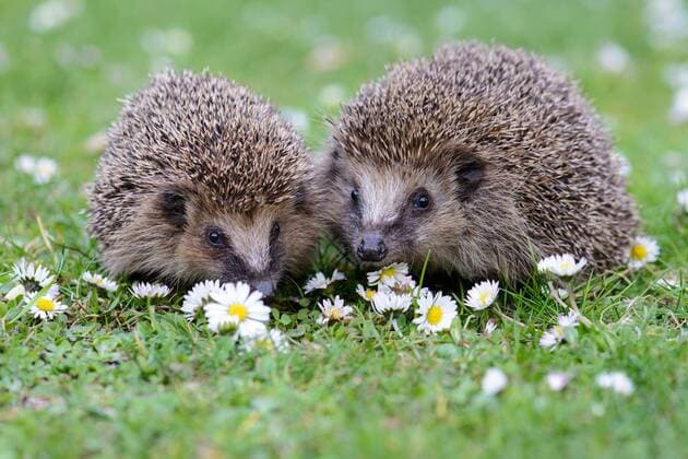 Zwei Igel in Blumenwiese, (Erinaceidae), McPWRO