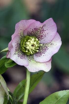 IMAGO Nature: Unsere Erde: Pflanzenwelt: Gepunktete Pflanzen Nieswurz, Lenzrose, Schneerose (Helleborus orientalis-Hybride), bluehend Schneerose (Helleborus orientalis-Hybride), blooming BLWS362594