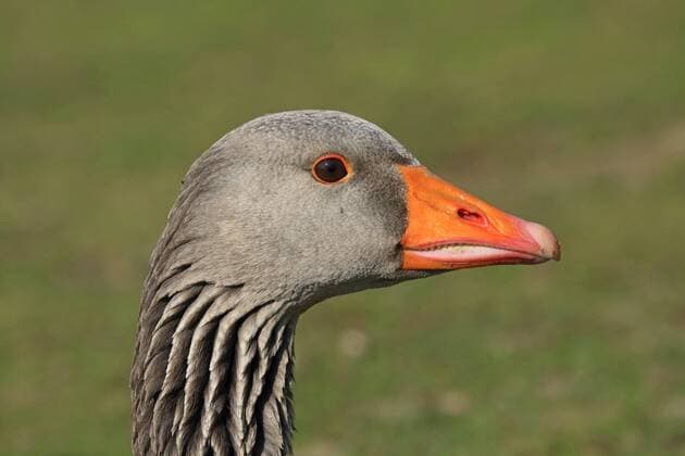 Graugans, Grau-Gans (Anser anser), Portraet, Deutschland greylag goose (Anser anser), portrait, Germany BLWS362624