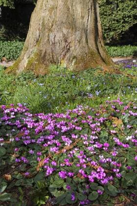 Vorfruehlings-Alpenveilchen, Vorfruehlingsalpenveilchen, Kos-Alpenveilchen, Kosalpenveilchen (Cyclamen coum), bluehender Bestand eastern cyclamen (Cyclamen coum), blooming BLWS362595
