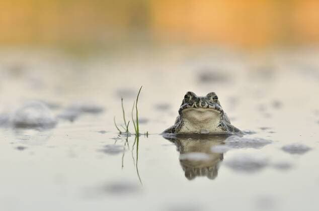  Wechselkröte (Bufo viridis-Komplex) in einer aufgelassenen Kiesgrube, Sachsen-Anhalt, Deutschland, Europa iblkkp03843260.jpg