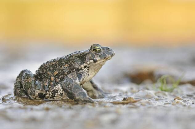  Wechselkröte (Bufo viridis-Komplex) in einer aufgelassenen Kiesgrube, Sachsen-Anhalt, Deutschland, Europa iblkkp03843241.jpg