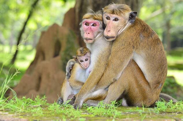 Ceylon-Hutaffen (Macaca sinica), Affenfamilie beim Kuscheln, Polonnaruwa, Nord-Zentralprovinz, Sri Lanka, Asien iblgiv03885416.jpg