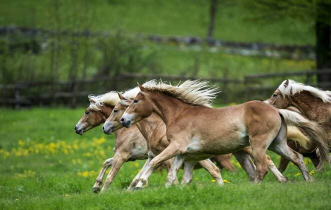 Frei laufende Haflinger Junghengste. seoh13807