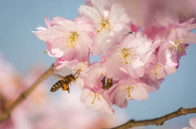 Erfurt , 020414 , Der egapark in Erfurt Im Bild: Bestäubung durch Bienen im japanischen Garten im egapark Erfurt