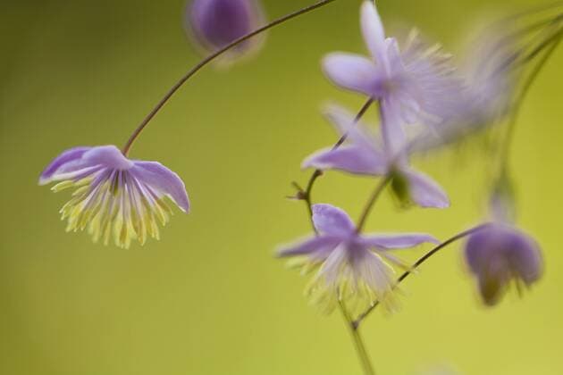China-Wiesenraute, Chinawiesenraute (Thalictrum delavayi), Blueten China-Wiesenraute (Thalictrum delavayi), flowers BLWS363101
