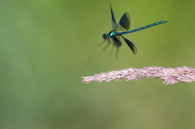 Gebaenderte Prachtlibelle (Calopteryx splendens, Agrion splendens), fliegt von einer Grasaehre ab, Deutschland, Niedersachsen banded blackwings, banded agrion, banded demoiselle (Calopteryx splendens, Agrion splendens), taking of from a grass ear, Germany, Lower Saxony BLWS363648