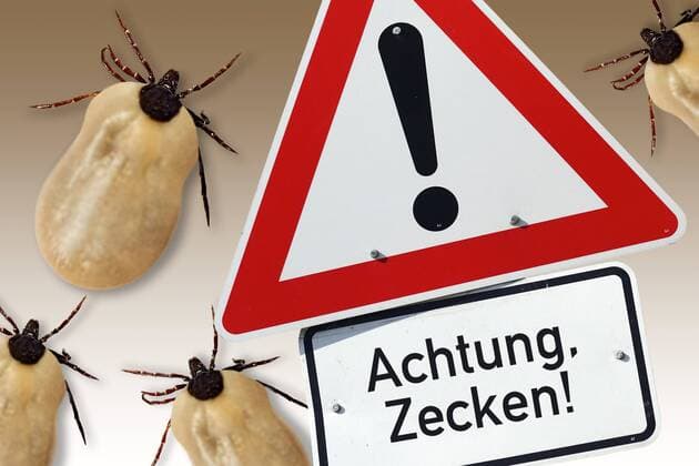 Fotomontage: Achtung, Zecken, Symbolfoto ** NUR FUER REDAKTIONELLE ZWECKE ** EDITORIAL USE ONLY **