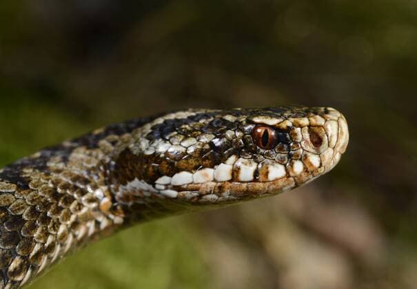 Kreuzotter, Kreuz-Otter (Vipera berus), Portraet, Schweden, Smaland adder, common viper, common European viper, common viper (Vipera berus), portrait, Sweden, Smaland BLWS363847