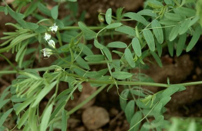 IMAGO Nature: Unsere Erde, Klimawandel, Ernährung, Pflanzen der Zukunft, Linse Linse (Lens culinaris), bluehend lentils (Lens culinaris), blooming BLW049419