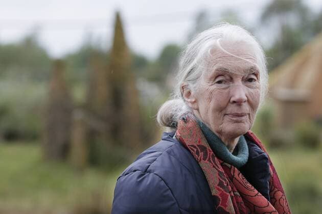 IMAGO ICONS: Jane Goodall Dr. Jane Goodall besucht den Safaripark Beekse Bergen - Hilvarenbeek, Niederlande 