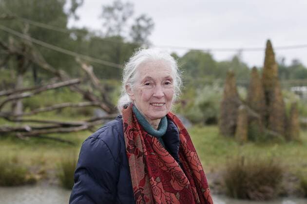 Dr. Jane Goodall besucht den Safaripark Beekse Bergen - Hilvarenbeek, Niederlande 