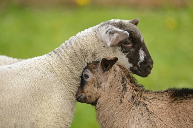Hausziege, Haus-Ziege (Capra hircus, Capra aegagrus f. hircus), Tierfreundschaft zwischen Lamm und Zicklein, Deutschland, Bayern domestic goat (Capra hircus, Capra aegagrus f. hircus), friendship between lamb and goatling, Germany, Bavaria BLWS305292