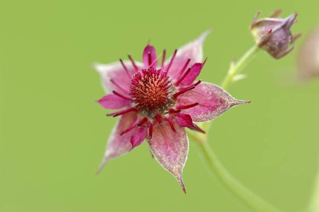 Sumpf-Blutauge (Potentilla palustris), Blüte, Nordrhein-Westfalen, Deutschland, Europa iblcht03841662.jpg