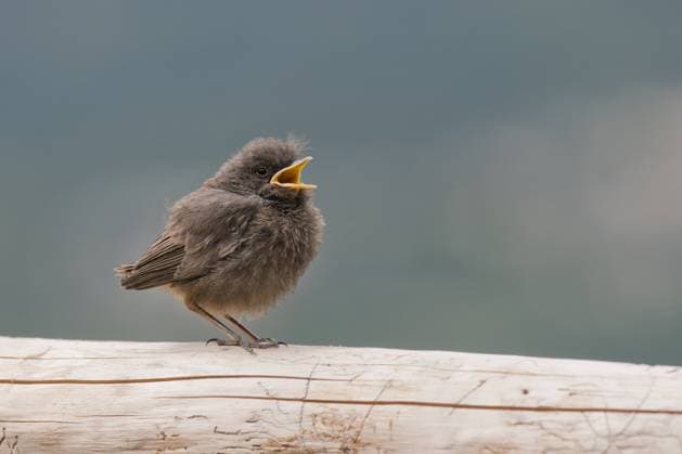Hausrotschwanz (Phoenicurus ochruros), Jungvogel, Tirol, Österreich, Europa iblfox03919676.jpg