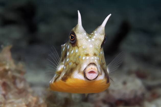  Kuhfisch (Lactoria penthacantha), Jungfisch, Great Barrier Reef, UNESCO-Weltnaturerbe, Pazifik, Queensland, Australien, Ozeanien iblnpr03916093.jpg