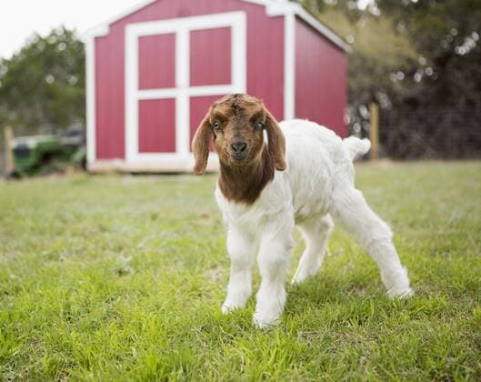 A baby goat outside a barn. 