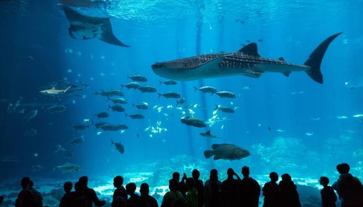 USA: Georgia Besucher vor riesigem Aquarium mit Mantarochen (Manta sp.), Walhai (Rhincodon typus) und Weißspitzen-Riffhai (Triaenodon obesus), captive, Georgia Aquarium, Atlanta, Georgia, USA, Nordamerika iblmra03918791.jpg