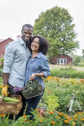An organic vegetable garden on a farm. A couple carrying baskets of freshly harvested corn on the cob and green leaf vegetables. An organic vegetable garden on a farm. A couple carrying baskets of freshly harvested corn on the cob and green leaf vegetables 