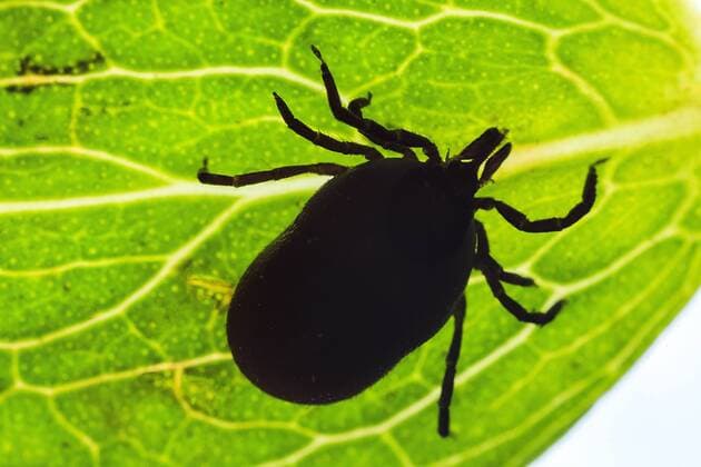 Sommerzeit- Zeckenzeit- Borreliosegefahr Â Zecken, genauer: Schildzecken oder der gemeine Holzbock (Ixodes ricinus), setzen sich durch Vorbeistreifen an Straeuchern oder Gebuesch in Wald und Flur auf die Kleidung. Wissenschaftler warnen: Nach dem extrem milden Winter ist die Zecke wieder aktiv. Sie kann mehr als 50 Krankheitserreger übertragen und lebt wegen des Hundetourismus nicht mehr nur im Wald. Zecken benoetigen fuer ihre Entwicklung Blut von Saeugetieren aber auch das Blut von Menschen ist ihnen willkommen - Zeckenzeit ist insbesondere von Maerz bis September. Die durch Bakterien uebertragene Infektionskrankheit Borreliose ist in Deutschland und Europa weit verbreitet, eine Ansteckungsgefahr mit dem Borreliose Erreger besteht praktisch ueberall in Deutschland, da etwa jede fuenfte Zecke mit diesen Bakterien verseucht ist. Das einzige eindeutige Anzeichen fuer die Infektion